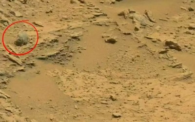 NASA火星图像新发现 学者称捕捉到昆虫与爬行动物身影